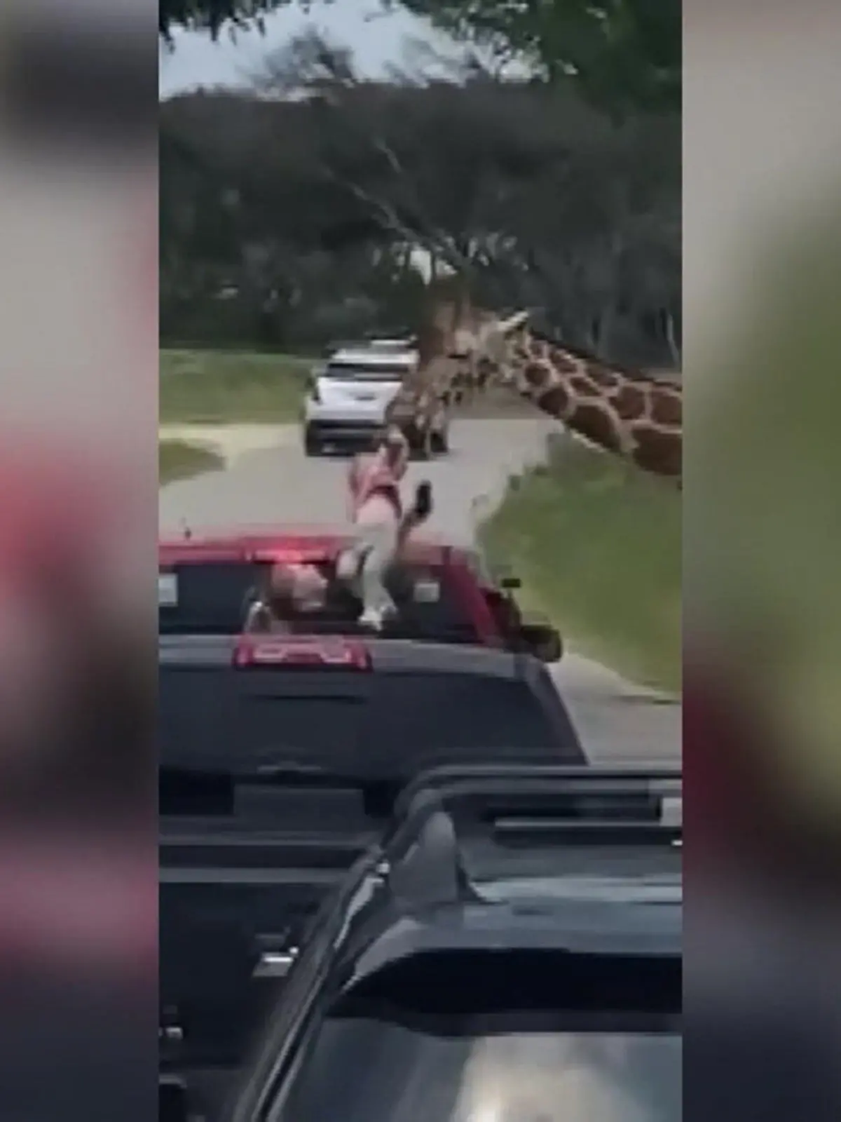 Ein tierisch gefährlicher Ausflug: Plötzlich schwebt ihr Kind in der Luft!
Eine Safari, die ist lustig, eine Safari, die ist schön - das würde Familie Toten grundsätzlich bestimmt auch unterschreiben. Doch nach DIESEM Erlebnis würden sie wohl noch hinzufügen: Sie kann auch schnell gefährlich werden! Denn für kurze Zeit müssen die Eltern mit dem Schlimmsten rechnen – eine Giraffe greift nach ihrer Tochter und hebt diese aus dem Pickup! Wie es der 2-Jährigen geht, erfahrt ihr im Video!