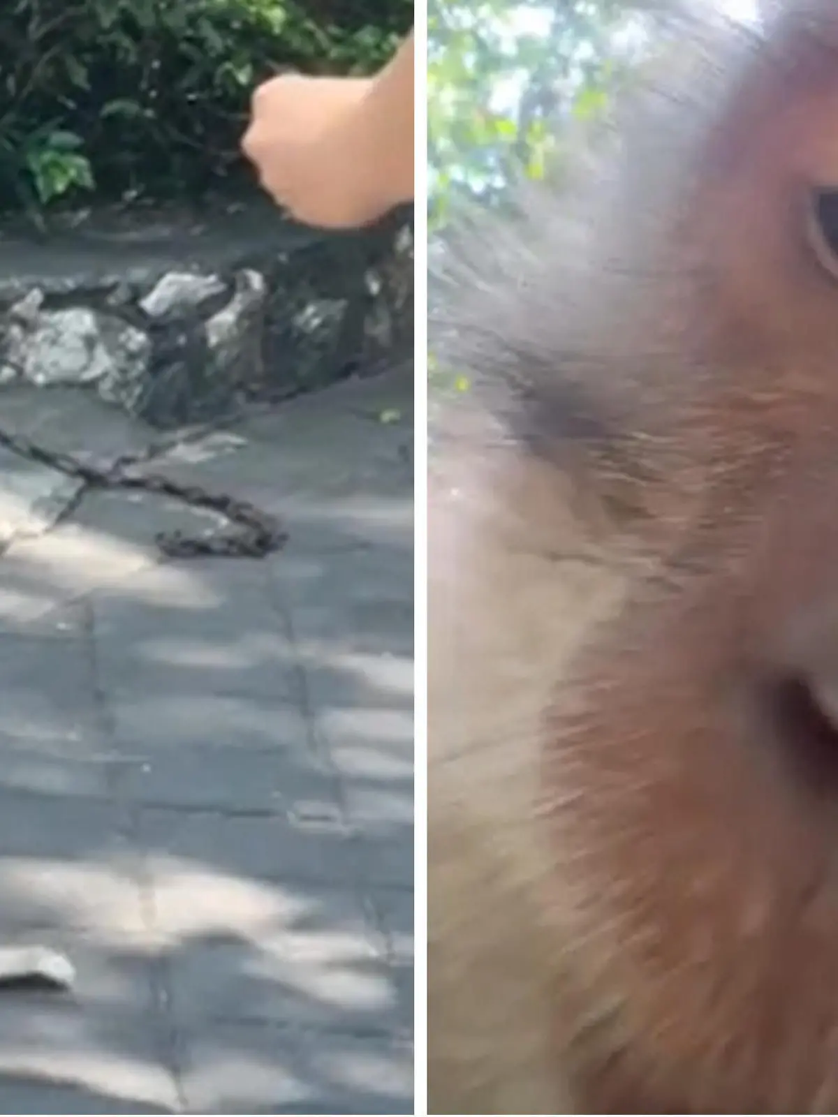 Eine Touristin will ein Selfie mit einem Affen auf Bali machen. Doch der hat eher weniger Lust auf das Fotoshooting. Stattdessen hat der Primat andere Flausen im Kopf und schnappt sich kurzerhand das Smartphone von Ashley. Was er mit dem Handy anstellt, zeigen wir euch im Video.