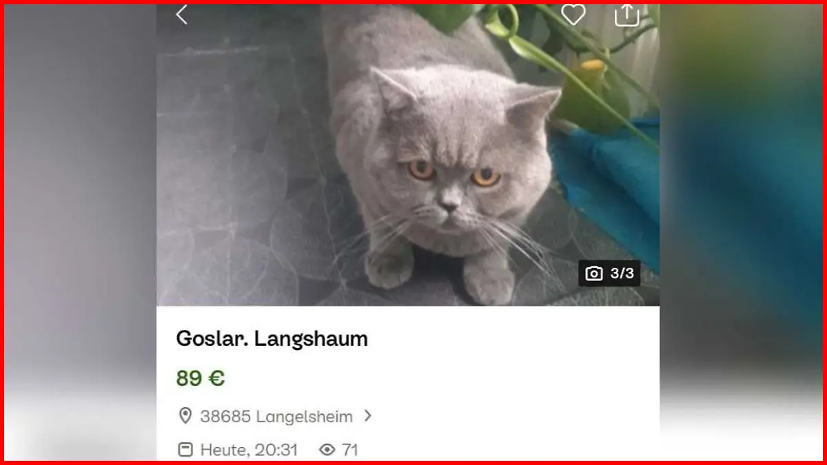 Auf Ebay wird eine Rassekatze für 89 Euro angeboten.