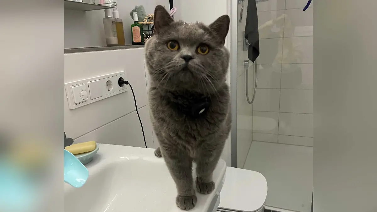 Seit fast fünf Jahren hat Familie Schmidt aus Heilbronn ihren Kater Gringo.