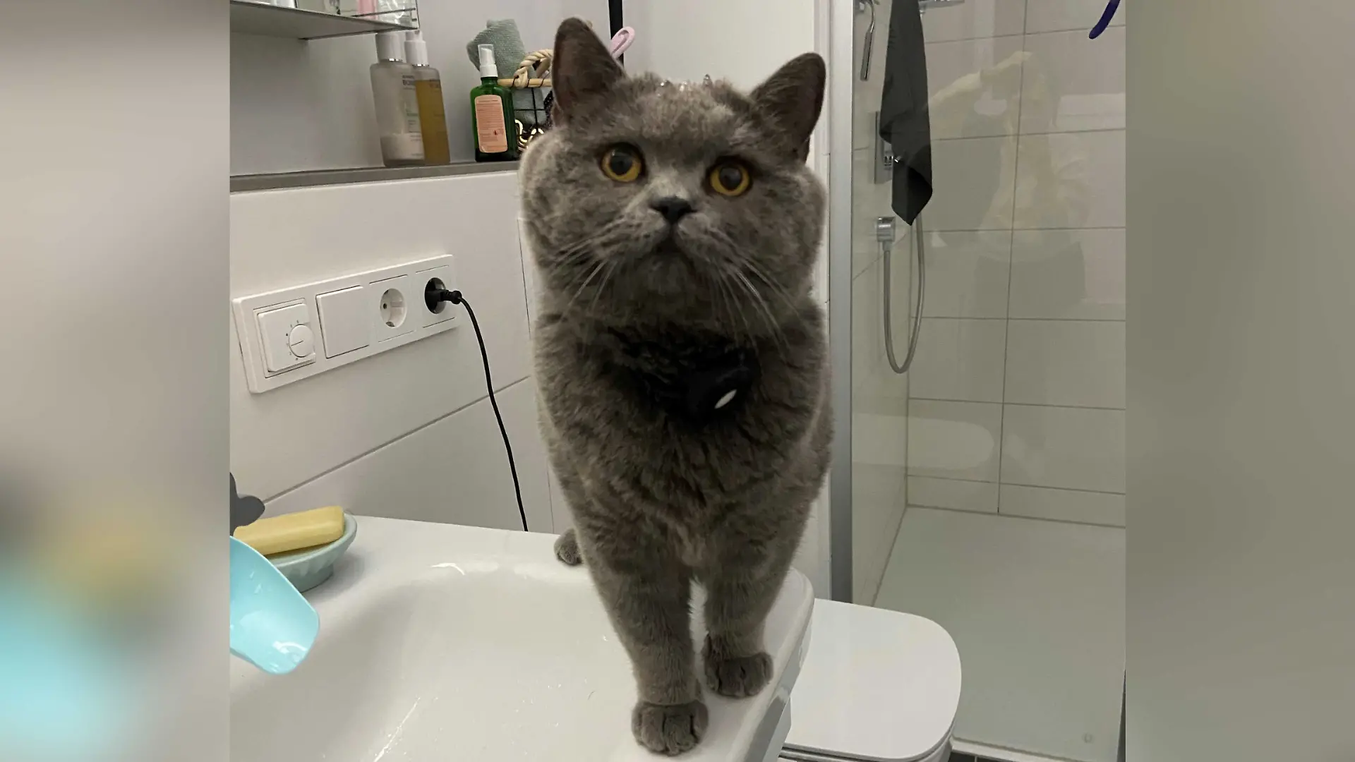 Seit fast fünf Jahren hat Familie Schmidt aus Heilbronn ihren Kater Gringo.