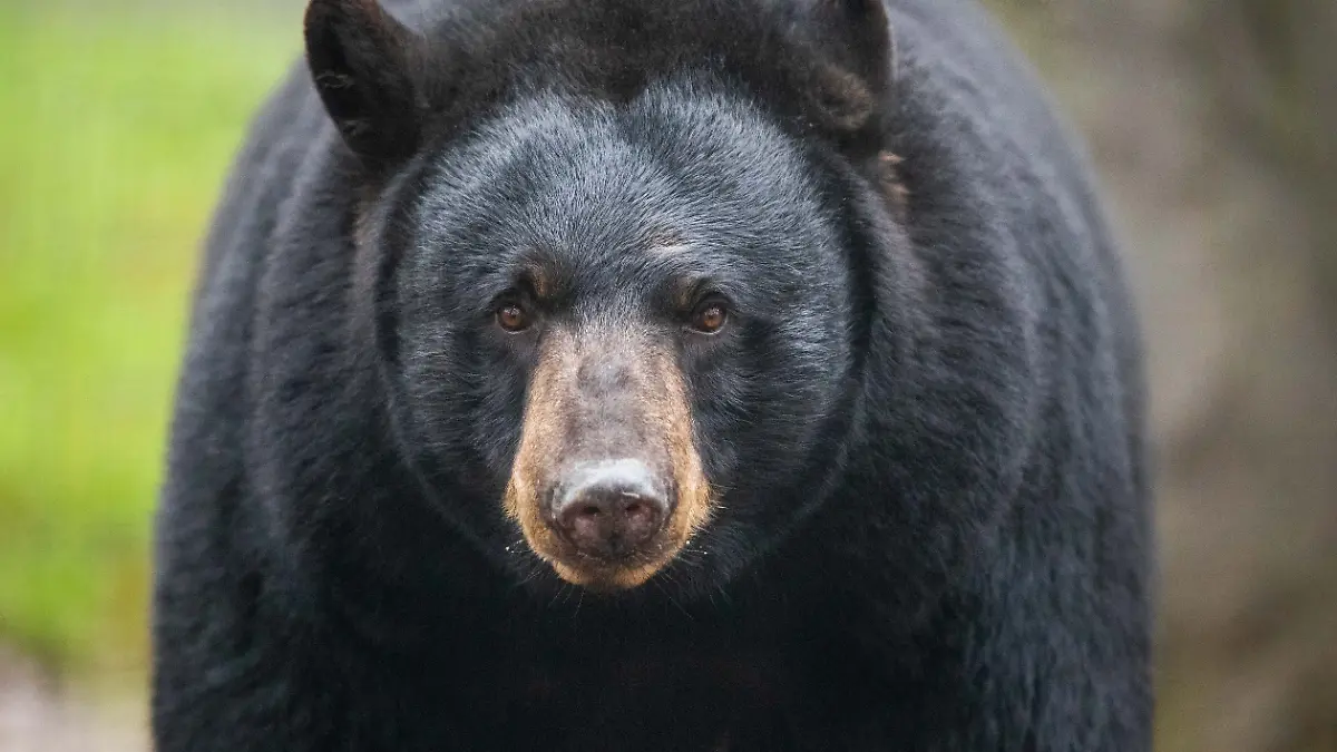 Schwarzbärin „Honey“ steht in der Schwarzbärenanlage in der nordamerikanischen Tierwelt „Manitoba“ im Zoo Osnabrück. Das Tier stammt ursprünglich aus Malta und wurde dort aus schlechten Haltungsumständen gerettet.
