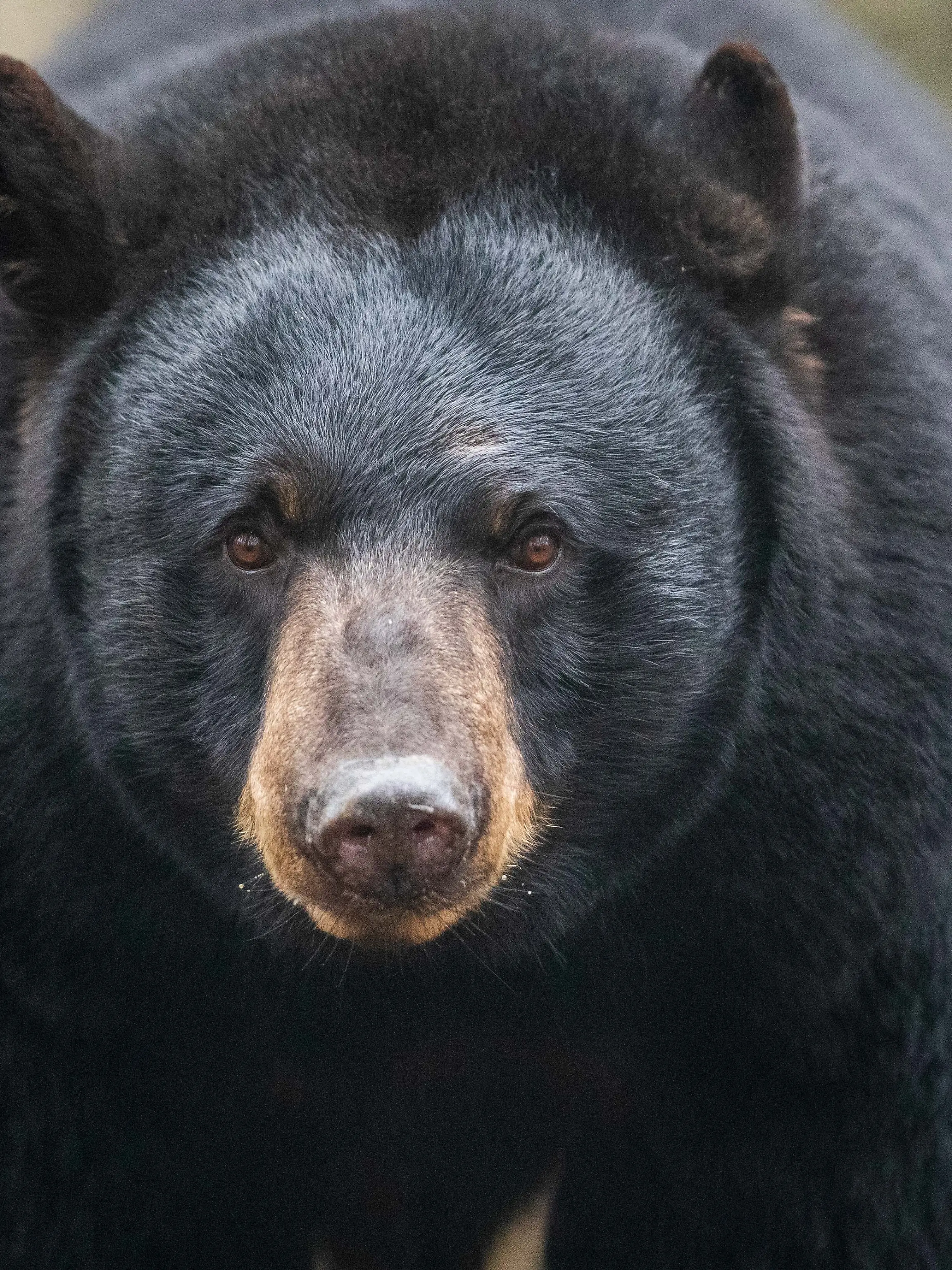Schwarzbärin „Honey“ steht in der Schwarzbärenanlage in der nordamerikanischen Tierwelt „Manitoba“ im Zoo Osnabrück. Das Tier stammt ursprünglich aus Malta und wurde dort aus schlechten Haltungsumständen gerettet.