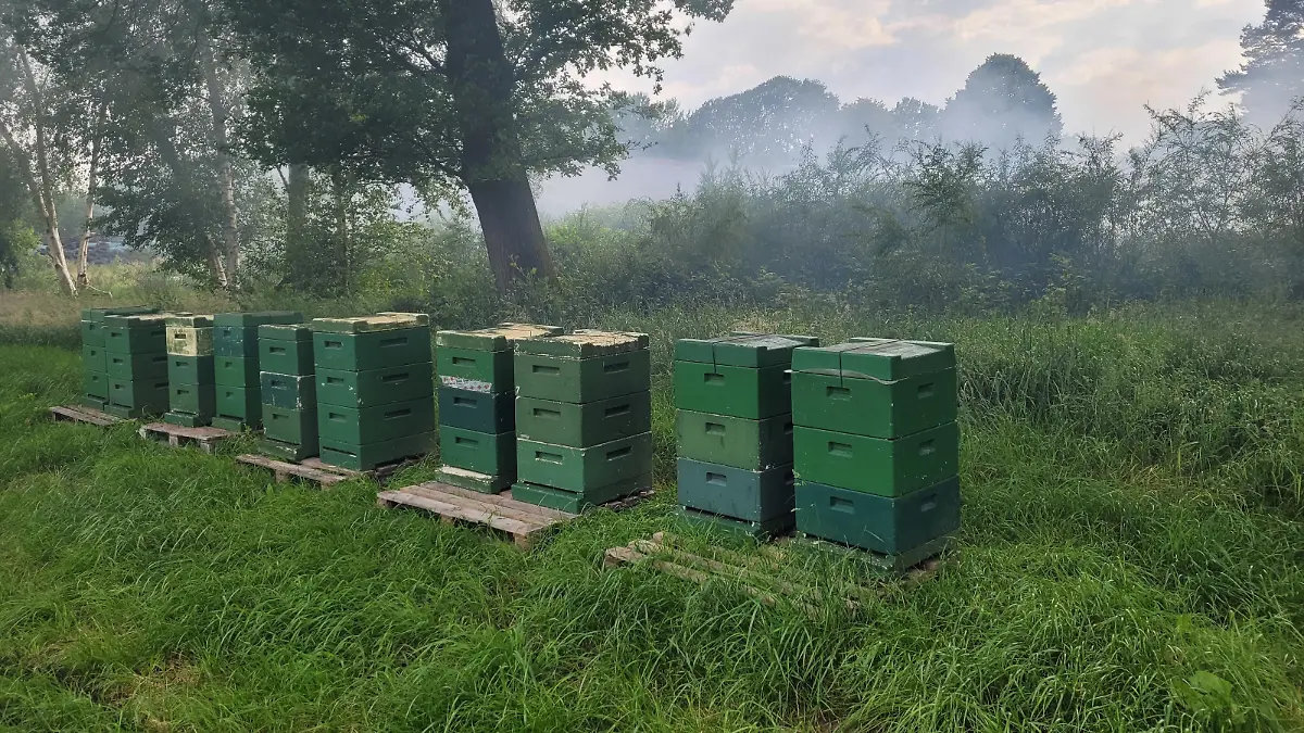 03-Neben den Kühen wurden auch Bienen vor dem Brand gerettet