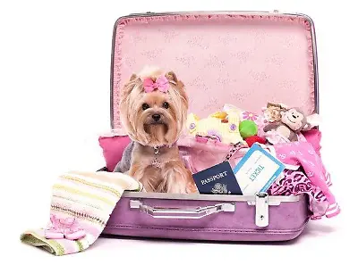Tribello-Jahresabo "Very Important Dog" (Mit Code: RTL50)