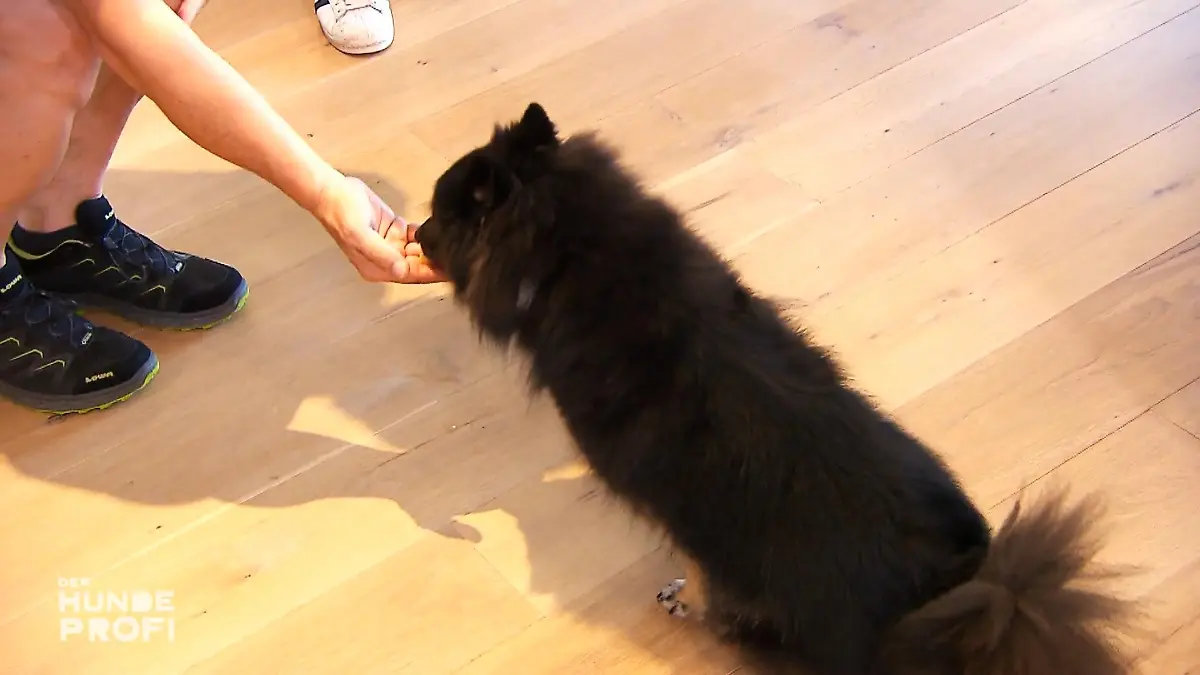 Nur Käsehäppchen mag sie lieber als Kläffen Plötzlich zahm