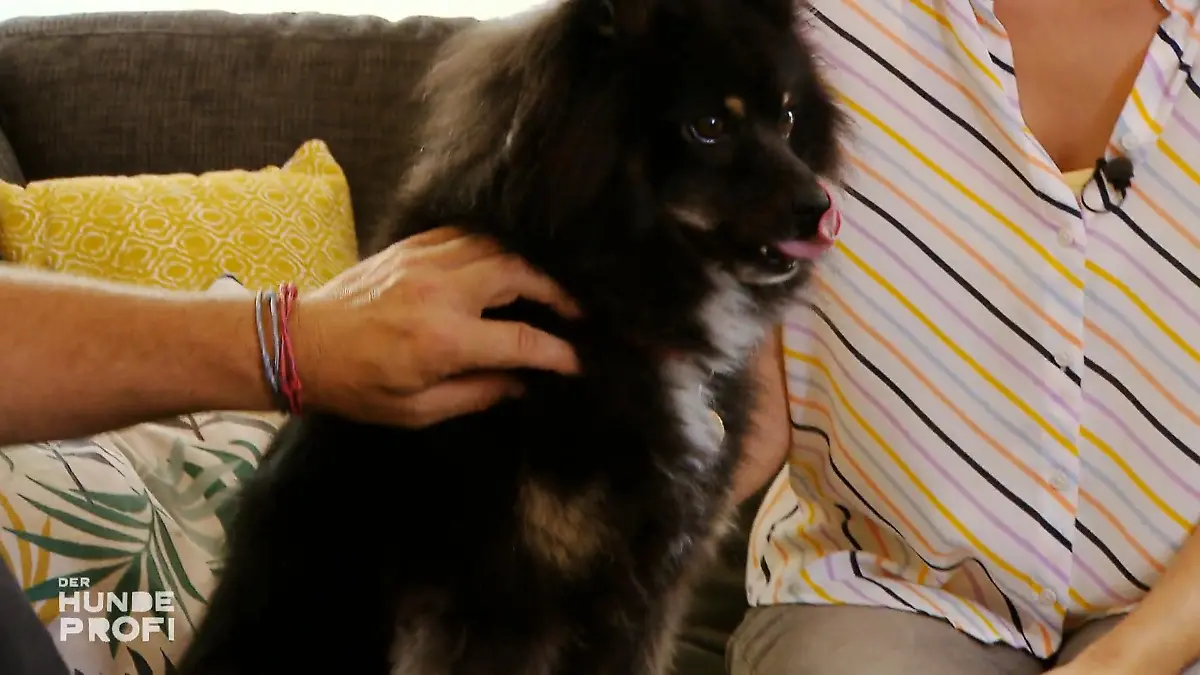 Bella bekommt Kuscheltraining Sie muss Vertrauen lernen