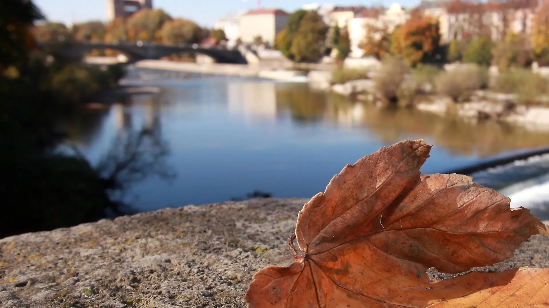 goldener Oktober in München, Bayern, Deutschland:: herbstliches Ahornblatt liegt auf einer Brücke über den Fluss Isar. *** golden October in Munich, Bavaria, Germany autumn maple leaf lies on a bridge over the river Isar