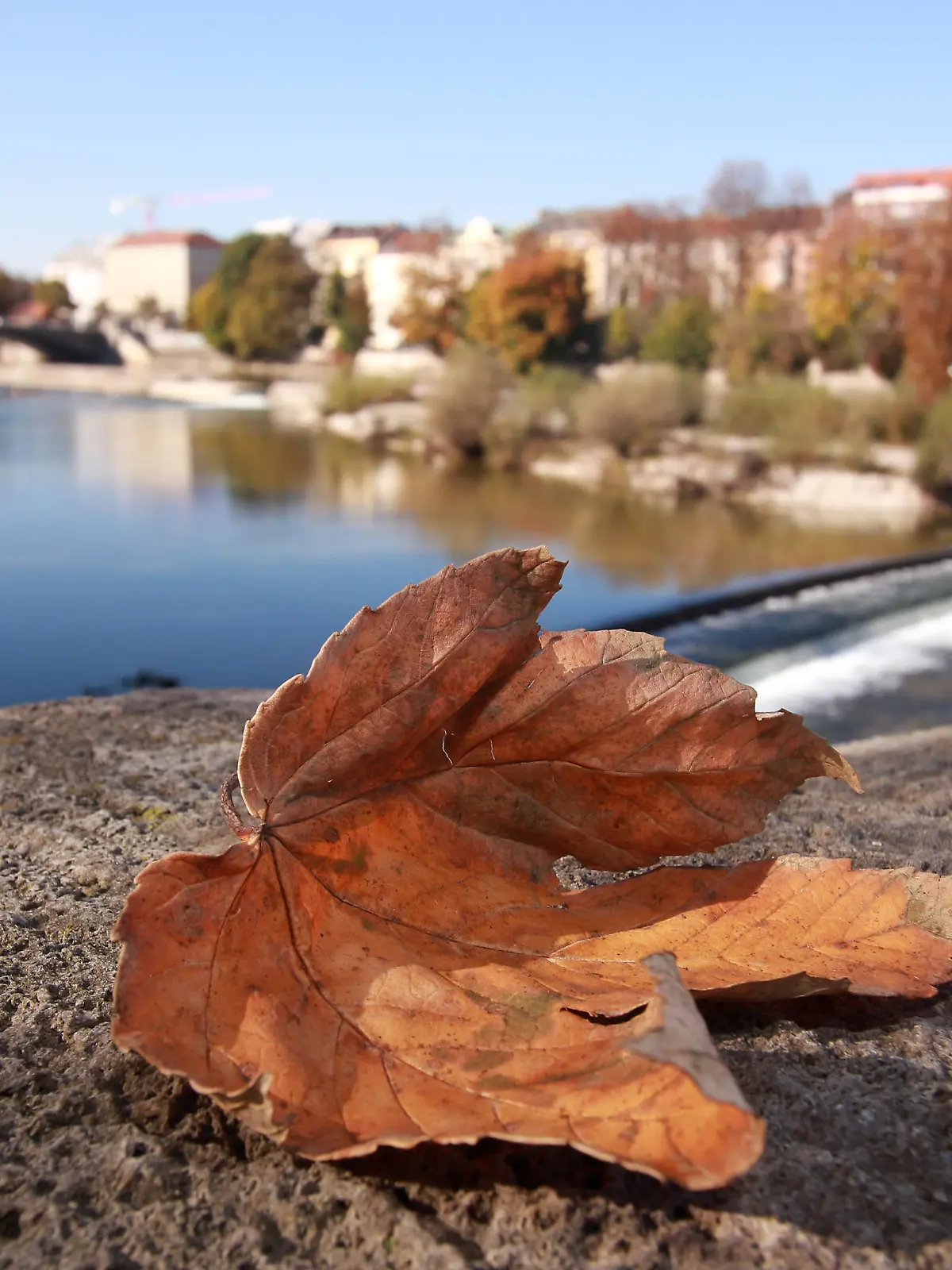  goldener Oktober in München, Bayern, Deutschland:: herbstliches Ahornblatt liegt auf einer Brücke über den Fluss Isar. *** golden October in Munich, Bavaria, Germany autumn maple leaf lies on a bridge over the river Isar