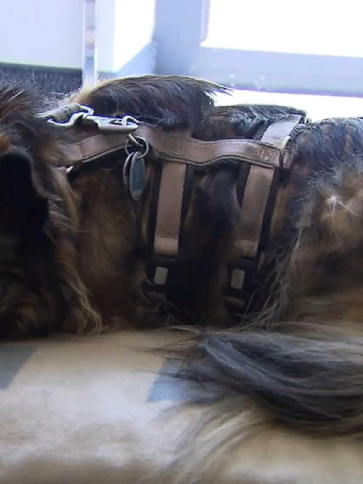 Bild zu: "Mit Hund ins Büro"