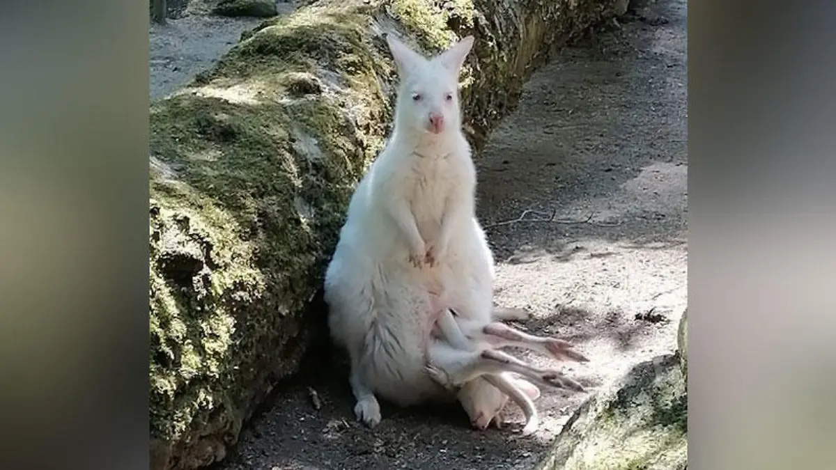 Das Albino-Känguru aus dem Zoo Decin und sein Junges, das fast gar nicht mehr in den Beutel passt.