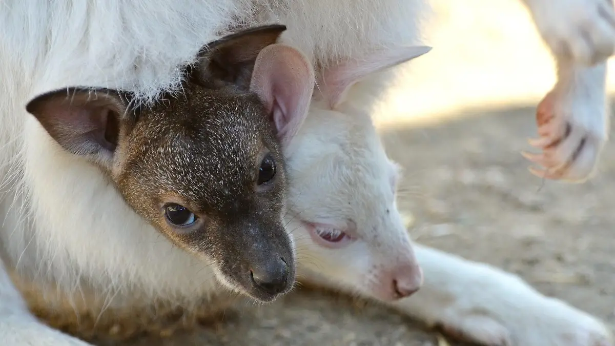 Zwei Kängurus von unterschiedlichen Müttern schauen aus einem Känguru-Beutel heraus.