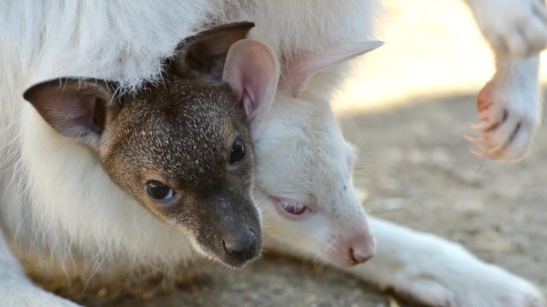 Zwei Kängurus von unterschiedlichen Müttern schauen aus einem Känguru-Beutel heraus.
