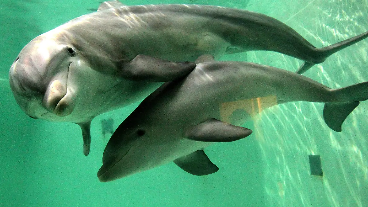 ARCHIV - Dörte, der kleine Große Tümmler-Nachwuchs, schwimmt am Dienstag (18.10.2011) mit Mutter Delphi in seinem Becken im Zoo in Duisburg. Delfinschützer sind am Freitag (06.07.2012) mit einem Auskunftsbegehren gegen die Stadt Duisburg vor Gericht gescheitert. Das Düsseldorfer Verwaltungsgericht machte klar, dass die Stadt zwar ihre Informationen zur Delfinhaltung im Duisburger Zoo preisgeben, aber nicht Informationen beim Zoo beschaffen muss. Die Tierschützer hatten argumentiert, als Mehrheitsaktionärin des Zoos müsse die Stadt sämtliche Unterlagen der Delfinhaltung beschaffen und Einsicht gewähren. Foto: Roland Weihrauch dpa/lnw +++(c) dpa - Bildfunk+++
