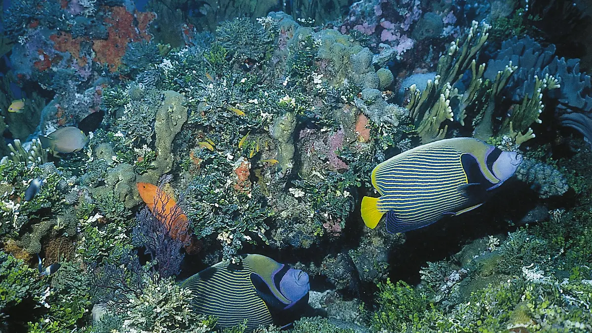 Korallenstöcke mit bunten Fischen.