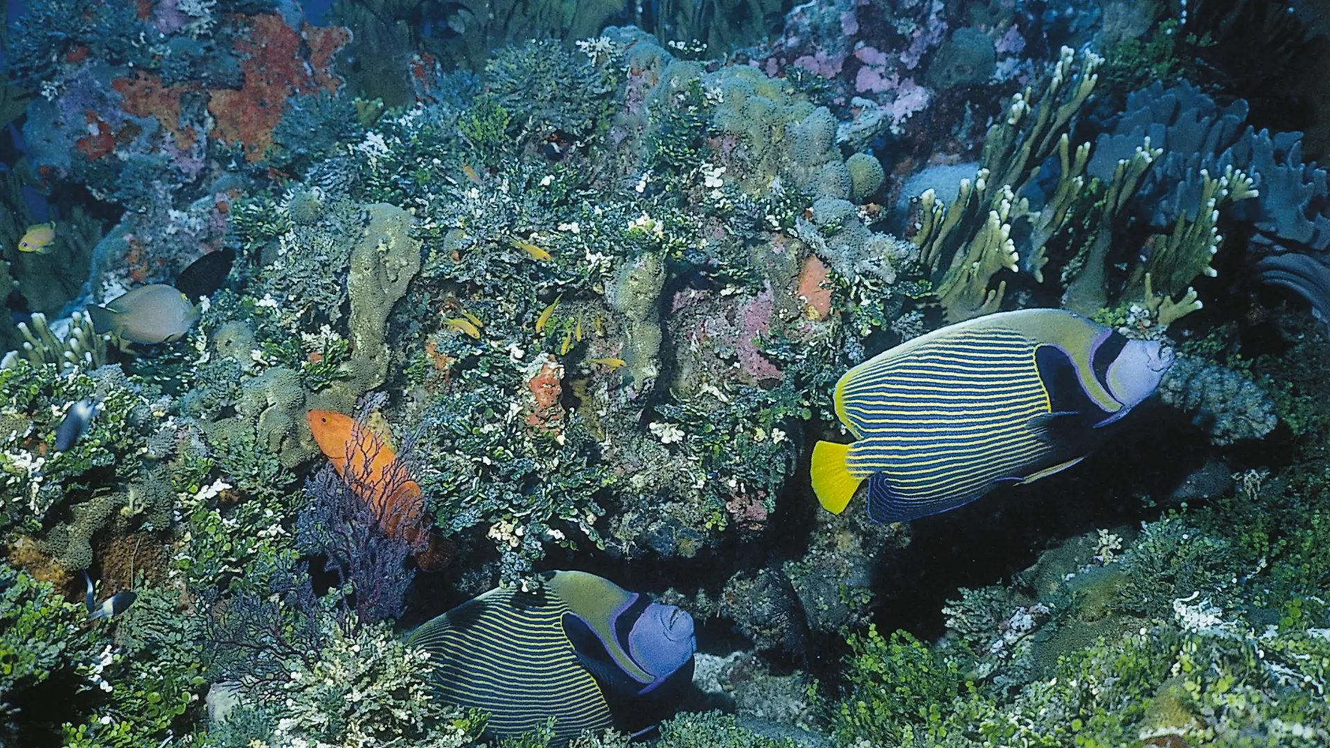 Korallenstöcke mit bunten Fischen.