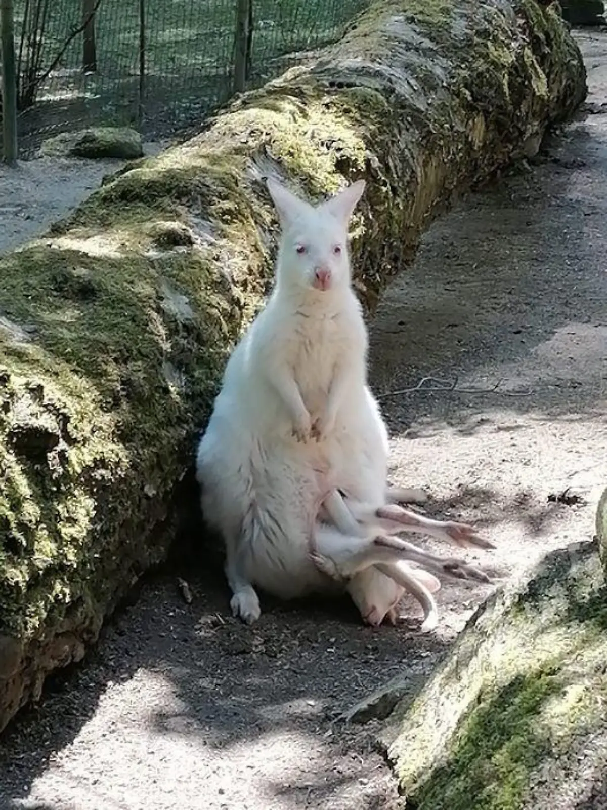 Das Albino-Känguru aus dem Zoo Decin und sein Junges, das fast gar nicht mehr in den Beutel passt.