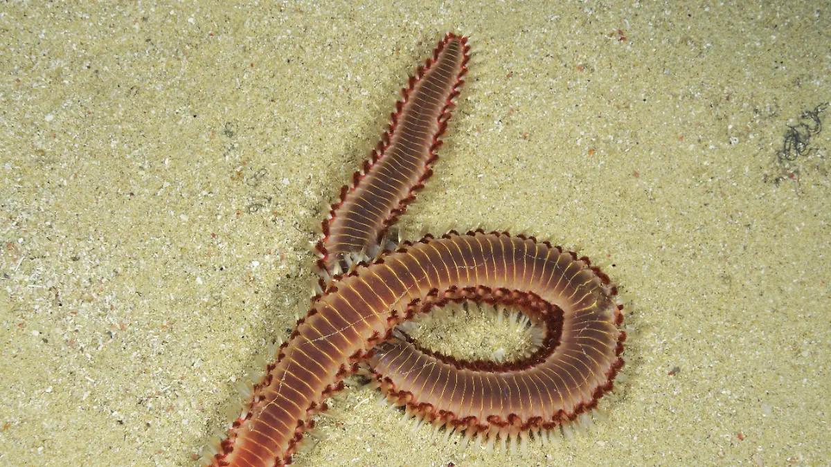 Feuerwurm 