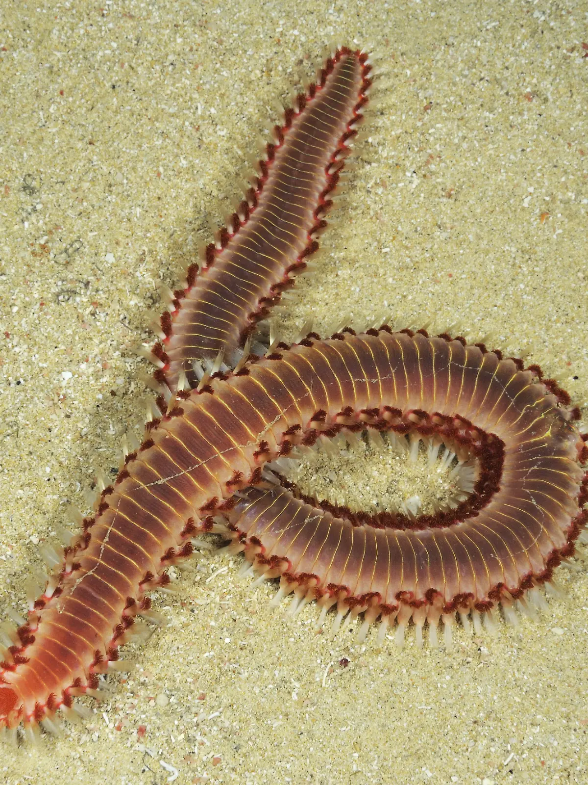 Feuerwurm 