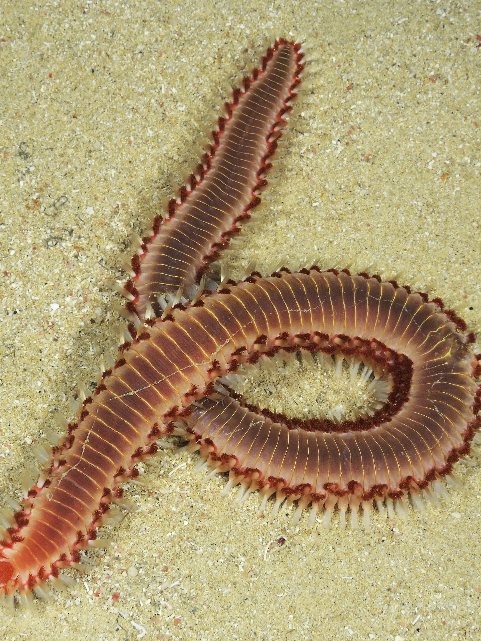Feuerwurm 