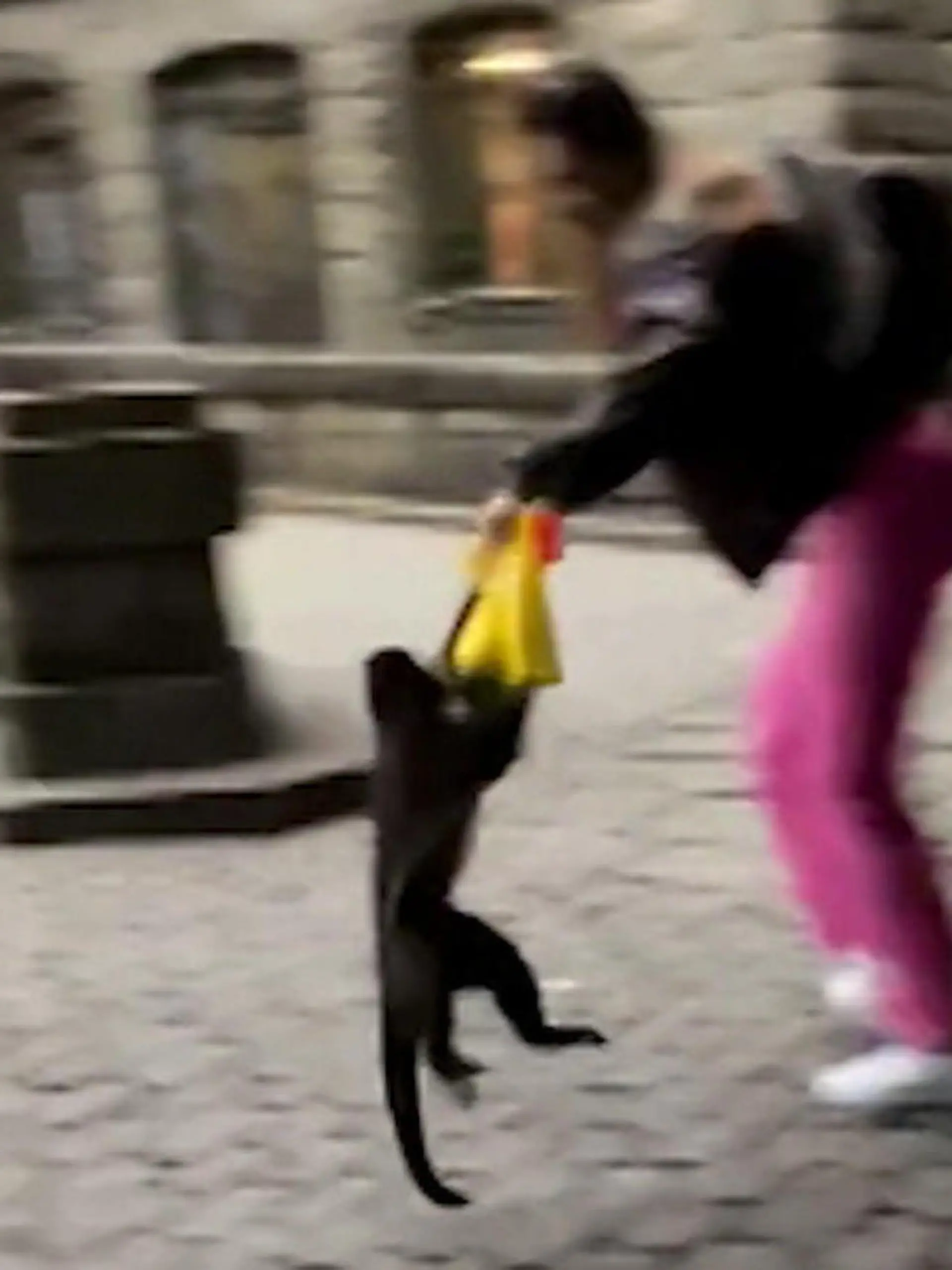Affenstark ist hier vor allem die Stimme der Influencerin!
Vor wenigen Tagen hat sich ein besonders frecher Dieb in einem öffentlichen Park in Rio de Janeiro herumgetrieben. Normalerweise verbinden die Brasilianer einen Spaziergang dort mit Ruhe und Erholung. Doch von einem auf den anderen Moment hat der schrille Schrei einer Influencerin bei vielen wohl für Gänsehaut und Angst gesorgt! Wie die Affen-Attacke abgelaufen ist, seht ihr im Video.