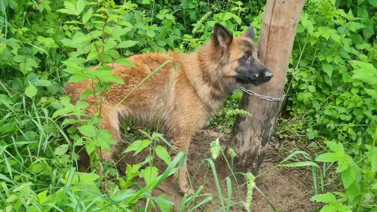 Eine junge Hündin wird einfach in einem Waldstück in Hessen ausgesetzt.