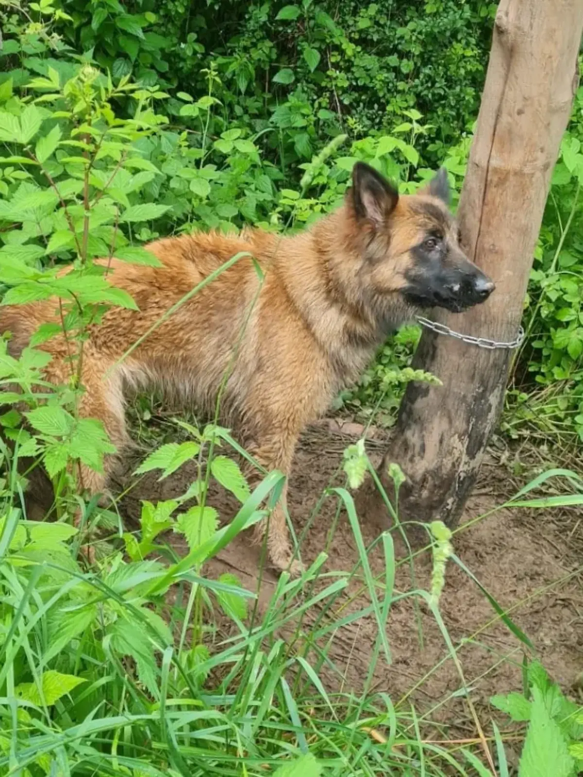 Eine junge Hündin wird einfach in einem Waldstück in Hessen ausgesetzt.
