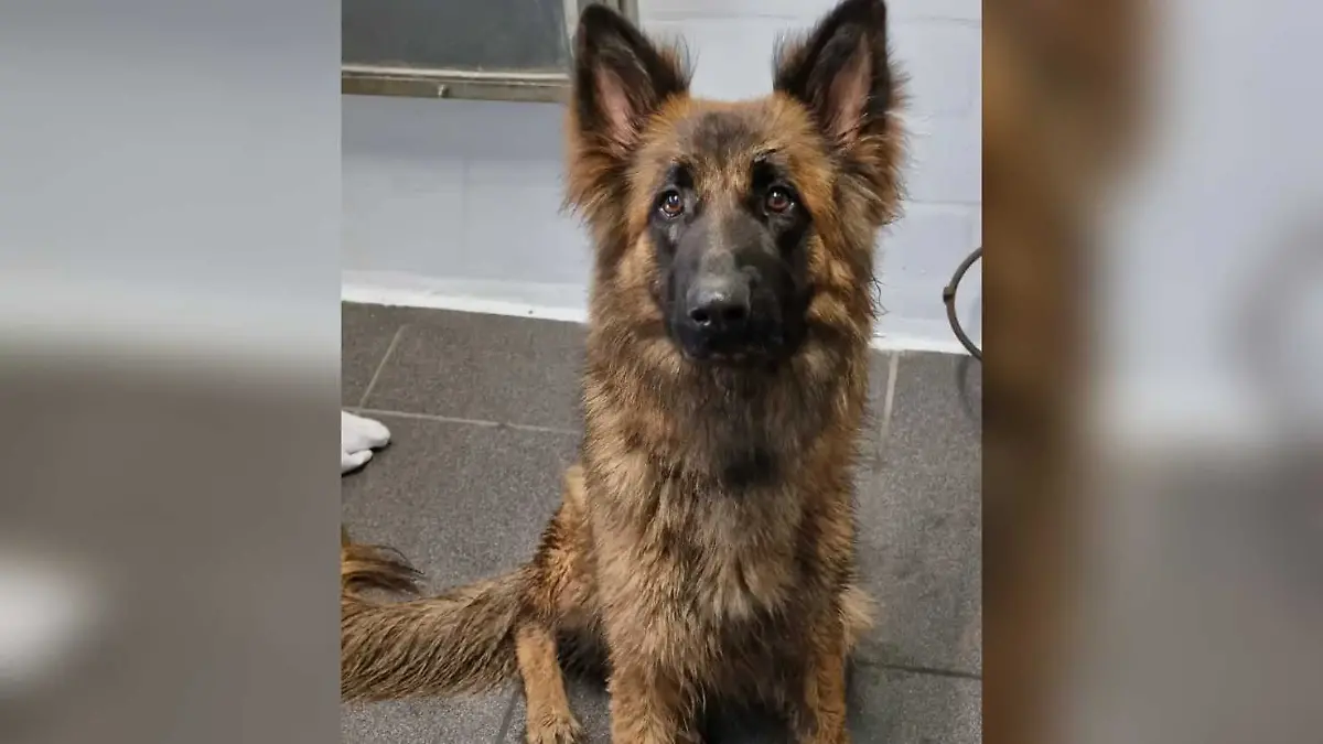 Hündin wird auf den Namen Liv getauft und im Tierheim aufgepäppelt.
