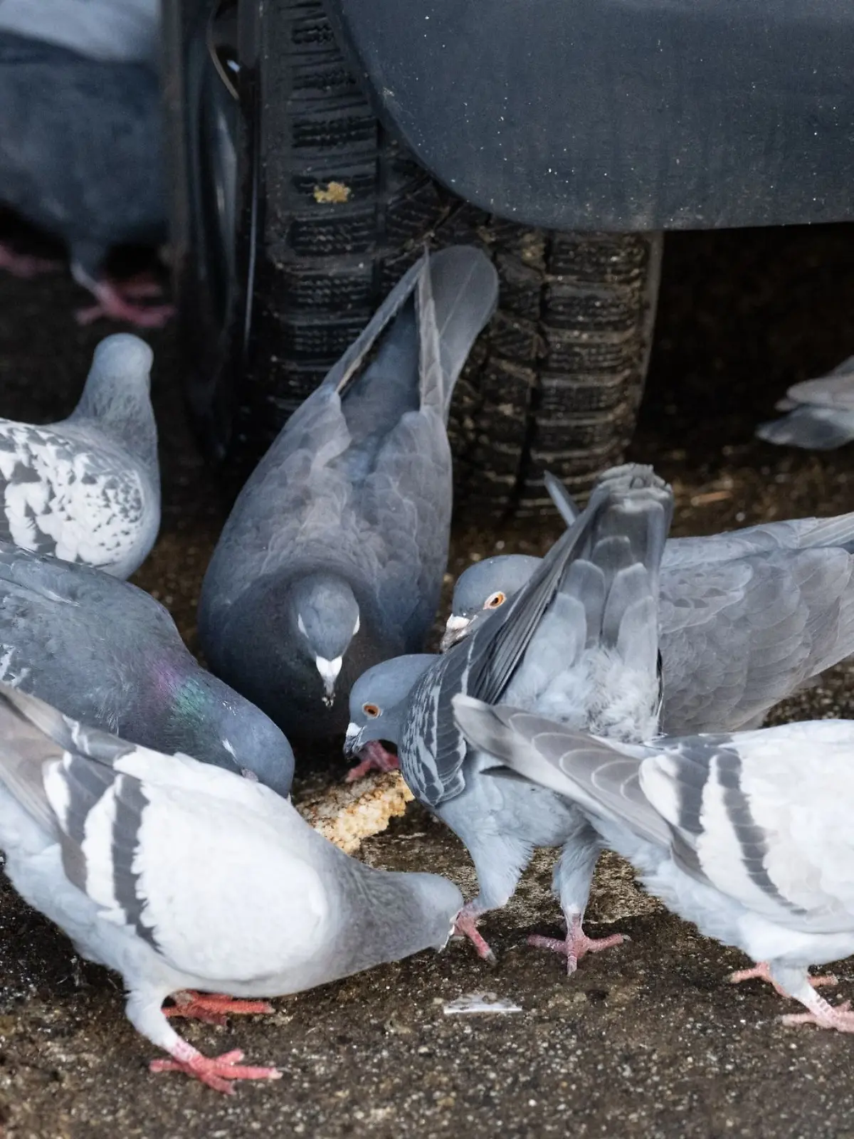 Bild zu: "Gnade für Limburger Tauben? Tiere sollen weit weggebracht werden"