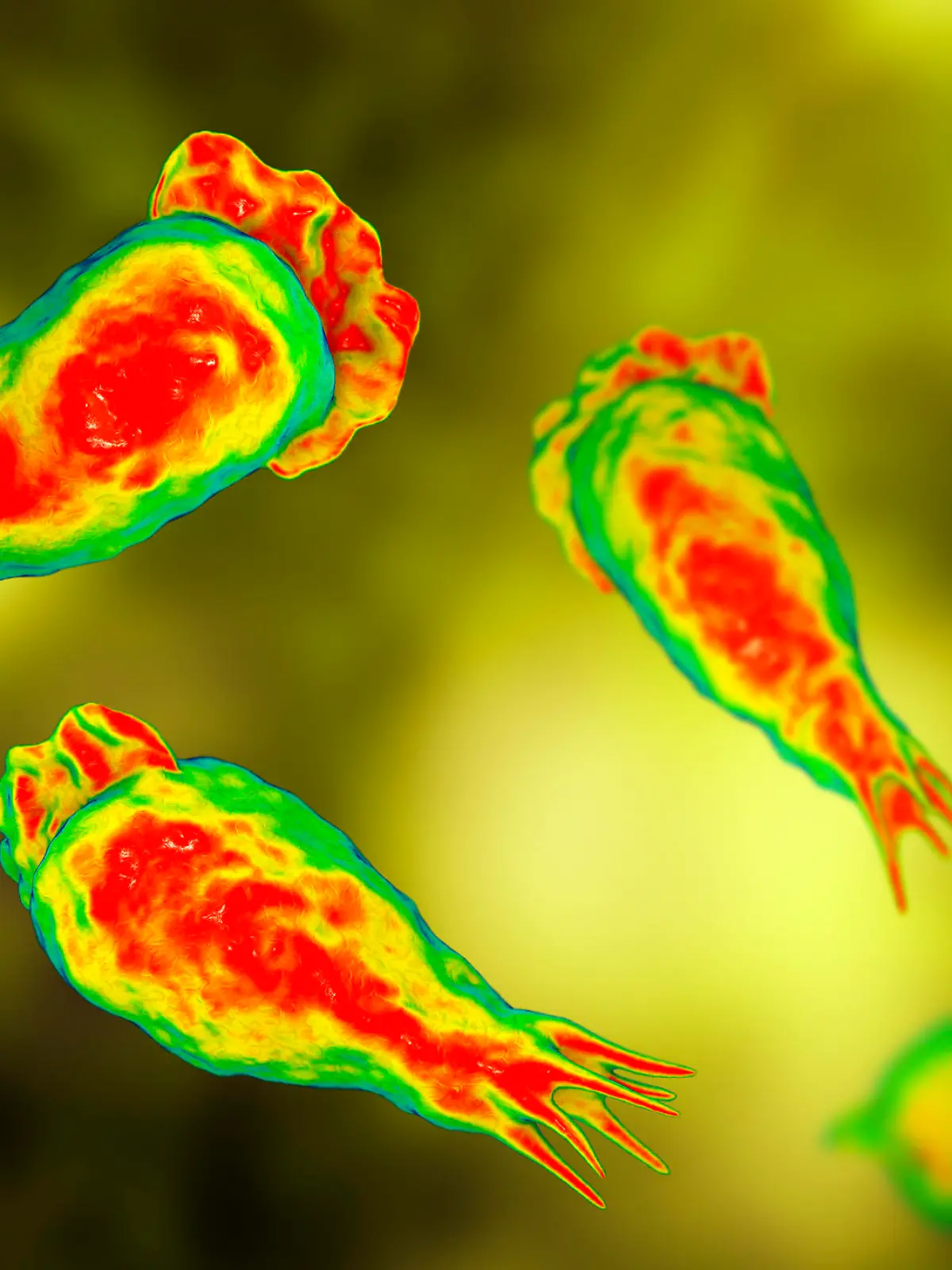 Amöbe Naegleria Fowleri