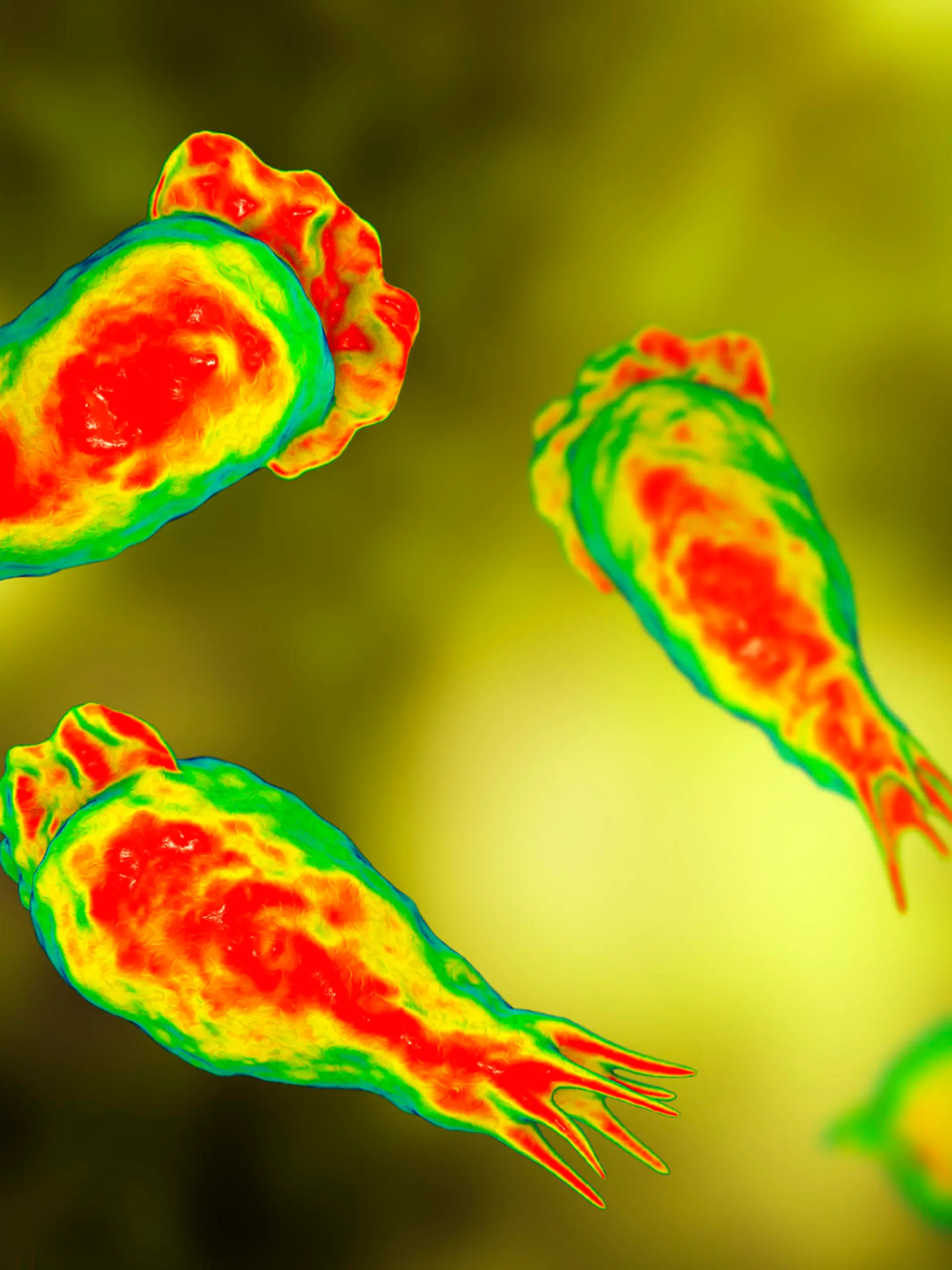 Amöbe Naegleria Fowleri