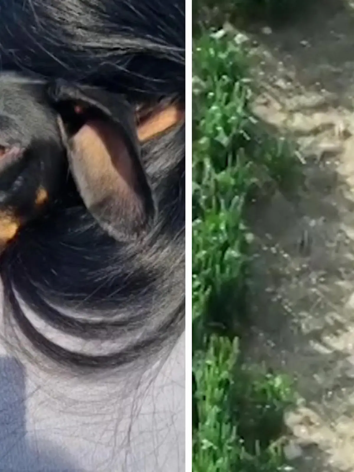 Alannah sucht schon seit zehn Tagen nach ihrer Hündin Mila. Sie ist ausgebüxt. Nun sind beide wieder vereint. Die emotionalen Bilder seht ihr im Video!
