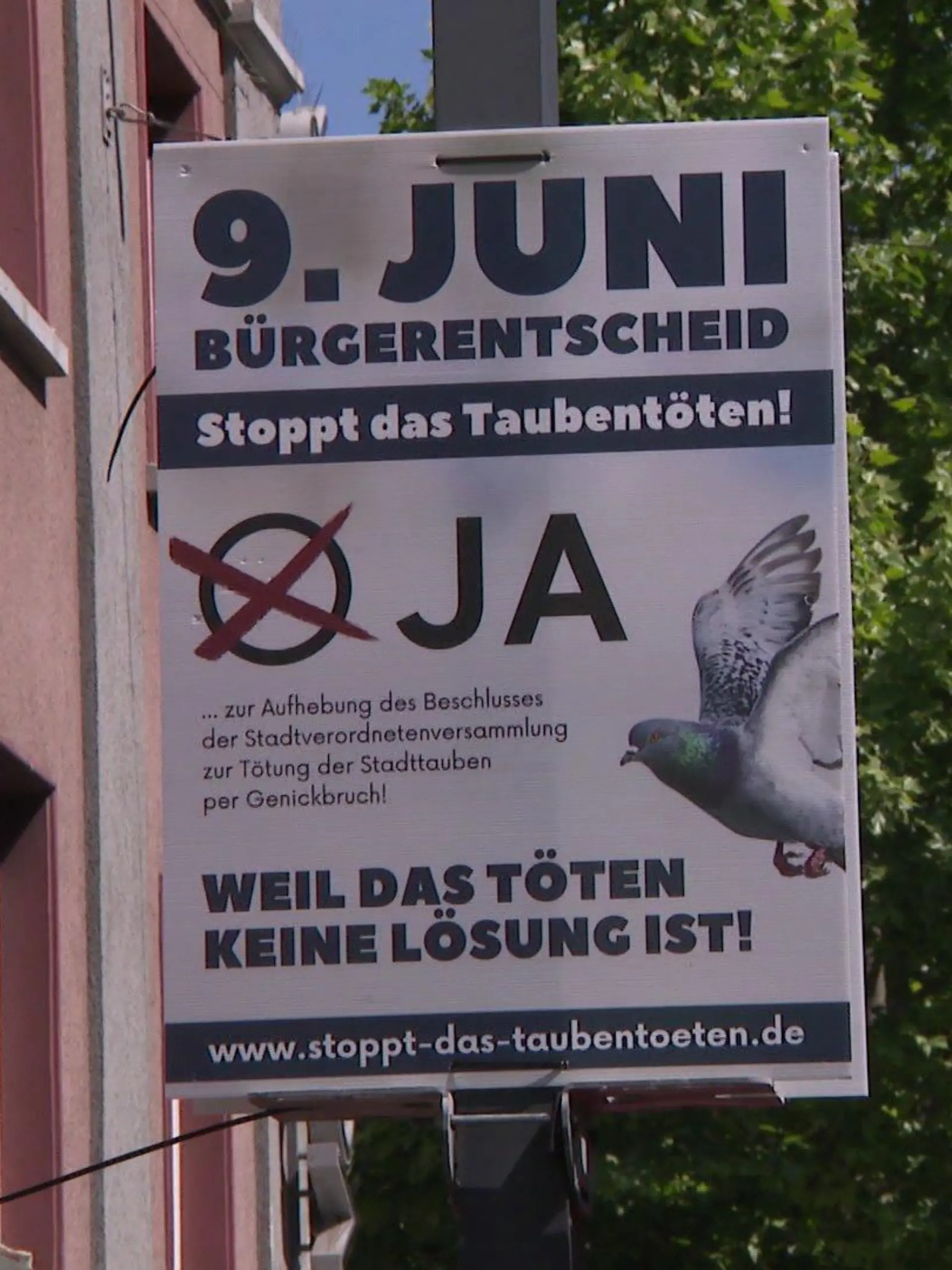 Rund 700 Tauben, ein Falkner und die Frage: Darf er die Tiere töten?
Neben der Europawahl sorgt in Limburg ein weiteres Wahlergebnis für Aufsehen: Die Menschen sind gestern bei einem Bürgerentscheid dazu aufgerufen, über das Leben der Stadttauben zu bestimmen. Ihr Urteil: Ein Teil der Tiere wird durch Genickbruch getötet. Wie kommt es zu diesem radikalen Schritt?