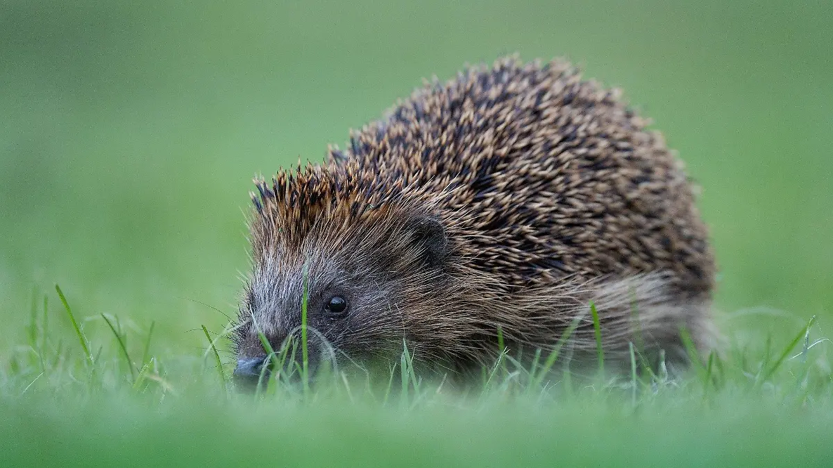 Der Igel ist das Tier des Jahres 2024 - auch, weil seine Bestände rapide abgenommen haben.