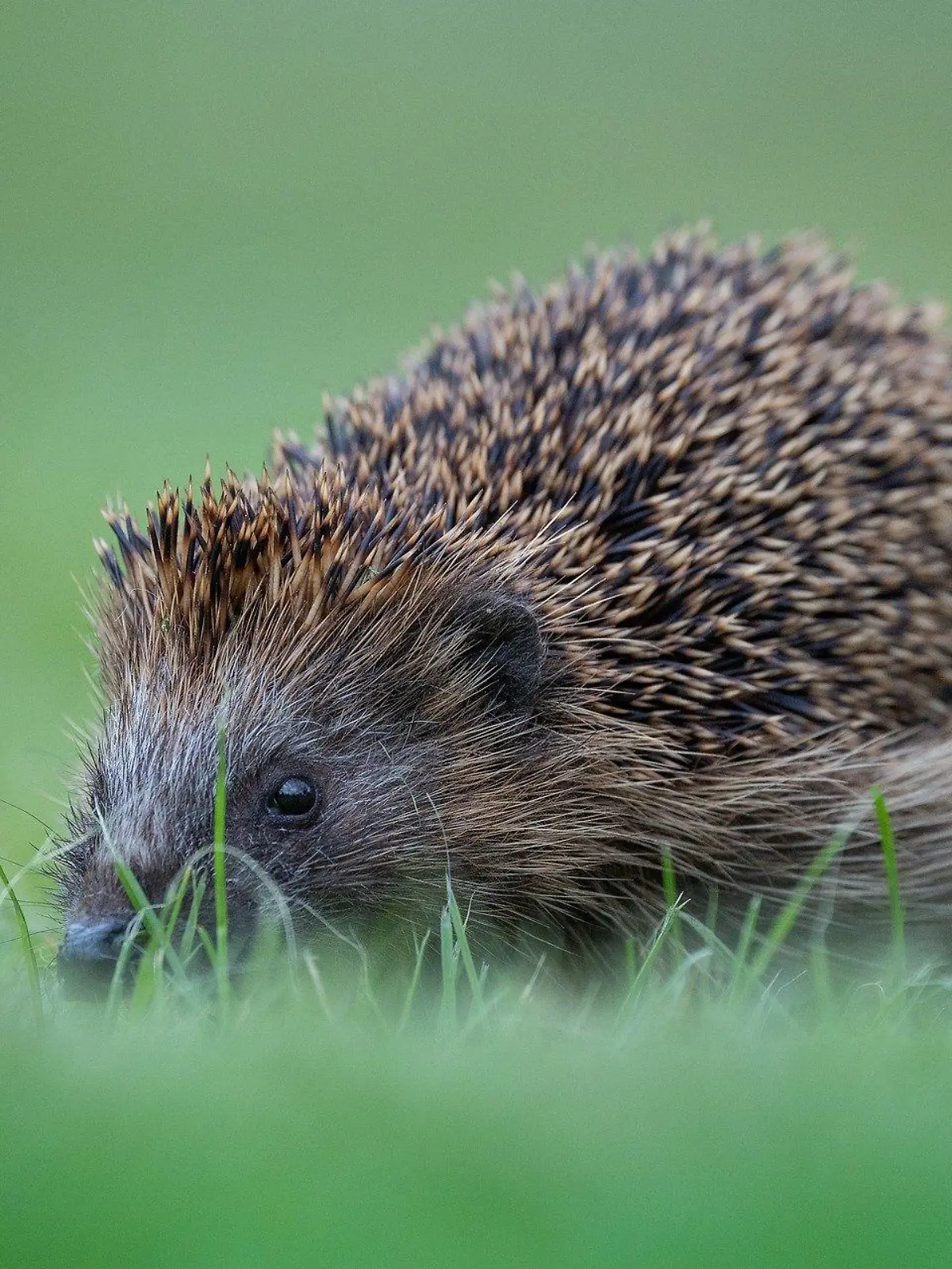 Der Igel ist das Tier des Jahres 2024 - auch, weil seine Bestände rapide abgenommen haben.