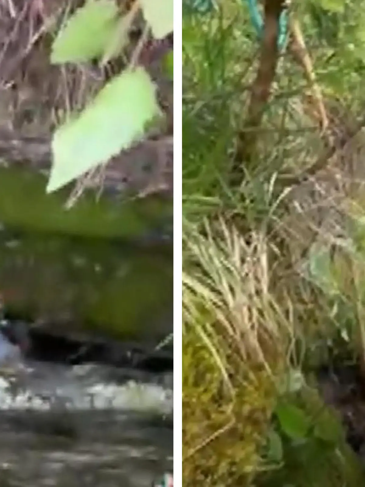 15 Meter tief ist Logan Moore beim Wandern von einer Klippe in den Schweizer Alpen in die Tiefe gestürzt. Hier wird der junge US-Amerikaner von Einsatzkräften aus der Felsspalte befreit. 