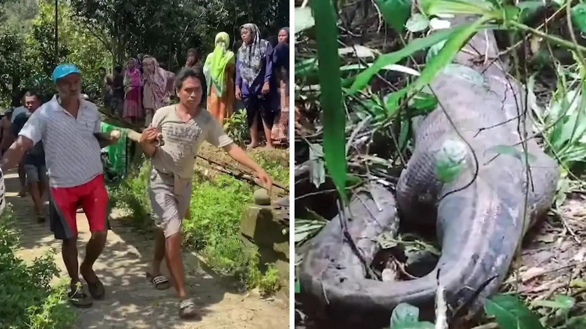 Vierfach-Mutter (45) will nur zum Markt gehen - und wird von Python ...