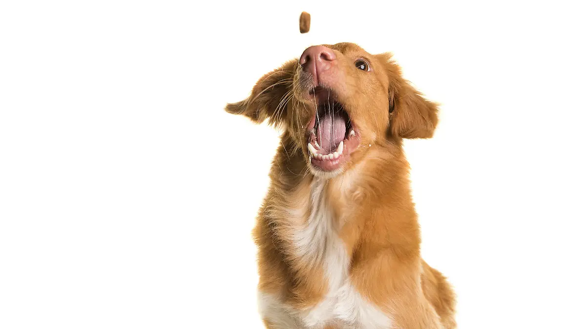 Portrait of a Nova Scotia Duck Tolling Retriever catching a coockie with mouth wide open on a white background