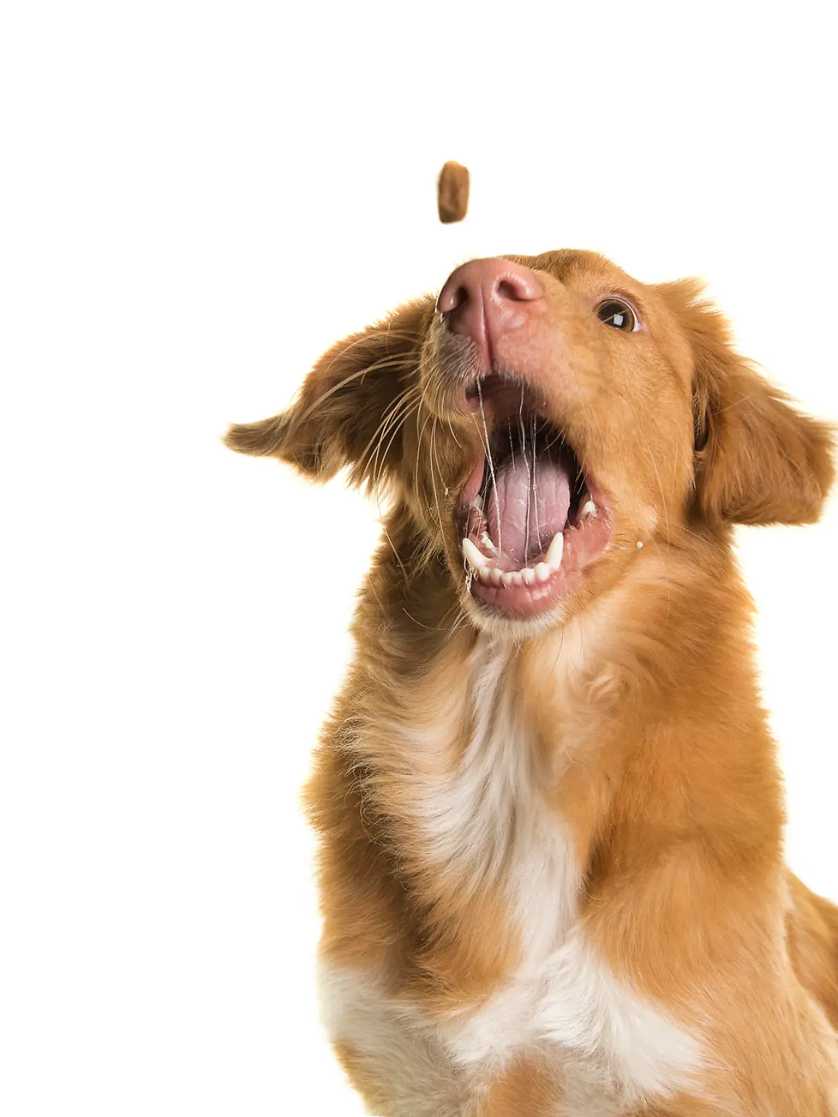 Portrait of a Nova Scotia Duck Tolling Retriever catching a coockie with mouth wide open on a white background