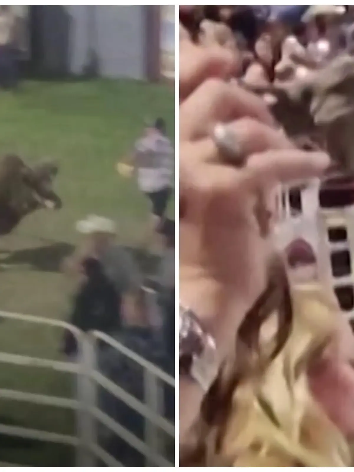 Auf einem Rodeo-Event in Oregon dreht ein Stier plötzlich durch und geht auf die Zuschauer los. Mehrere werden verletzt.