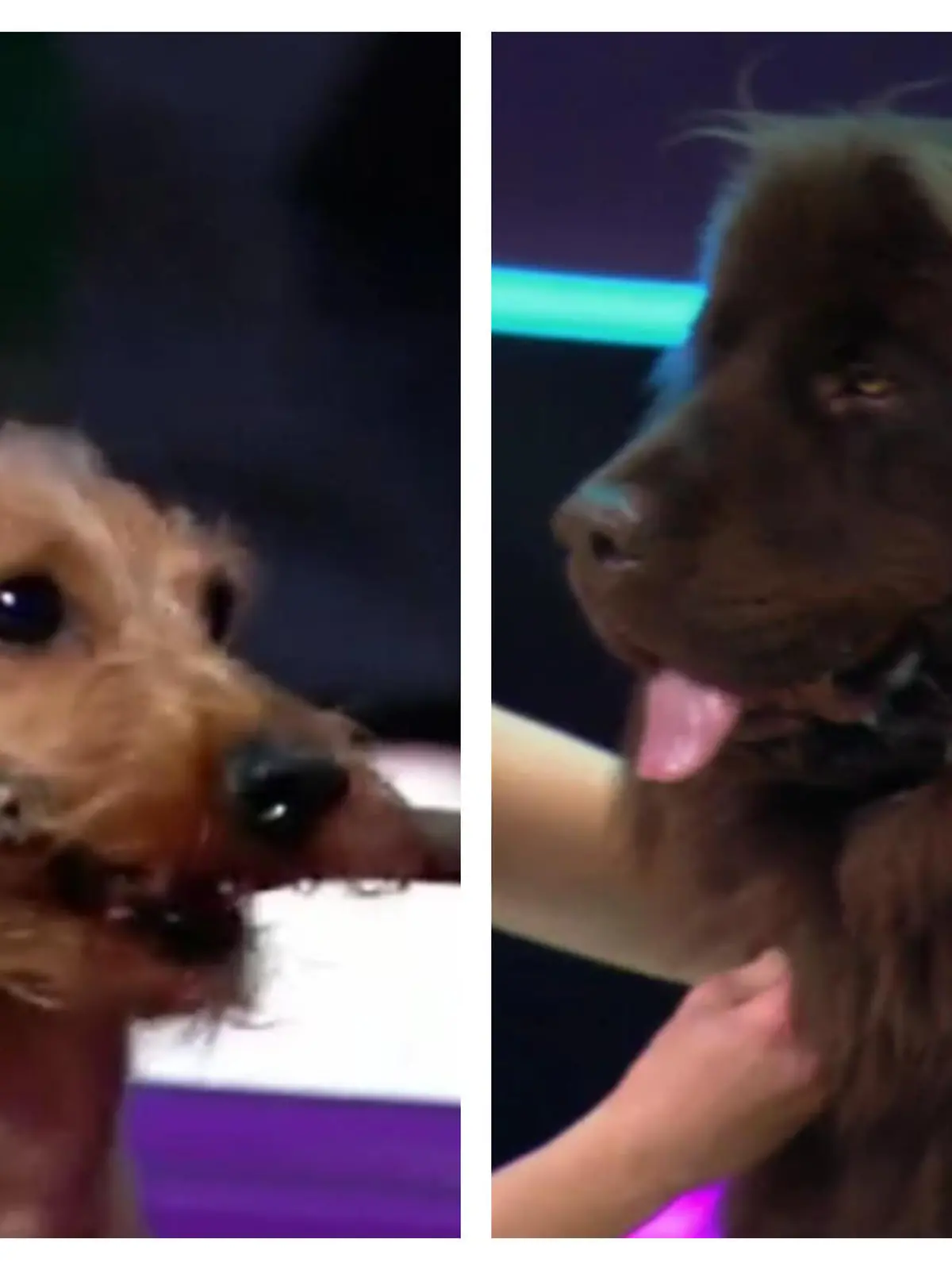 Alle Achtung! Der kleine Zwerg-Rauhhaardackel Gimley beweist sich genauso im "Top Dog Germany"-Parcours wie der Neufundländer Bo.
