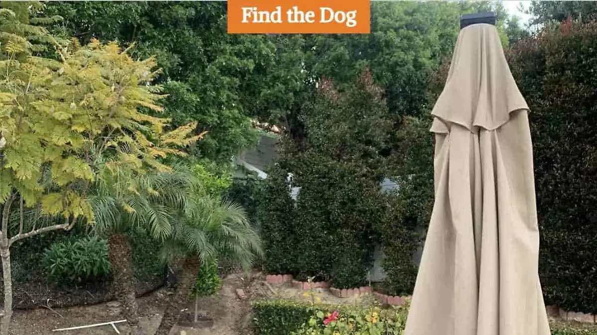 Suchbild mit Hund