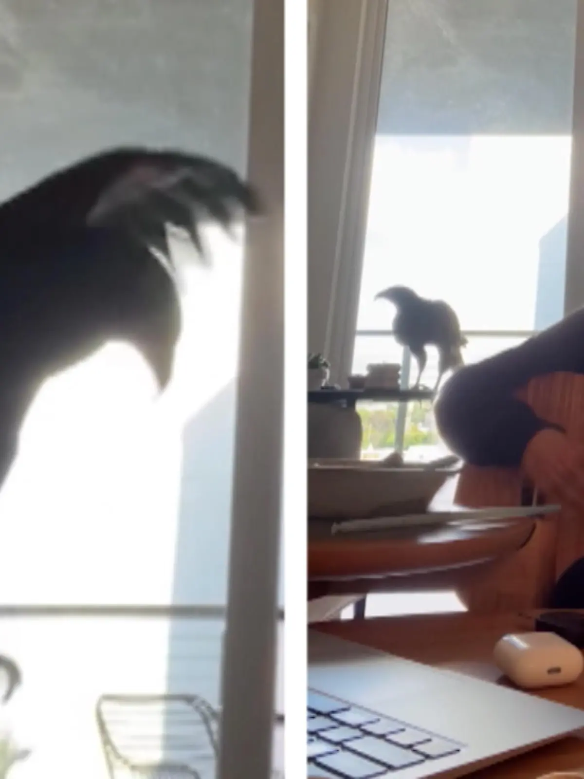 Nikki spielt gerade Gitarre, als sich ein frecher Falke von hinten an sie anschleicht und sie schließlich erschreckt. Ihr Hund eilt ihr erfolgreich zur Hilfe und verjagt den Vogel.