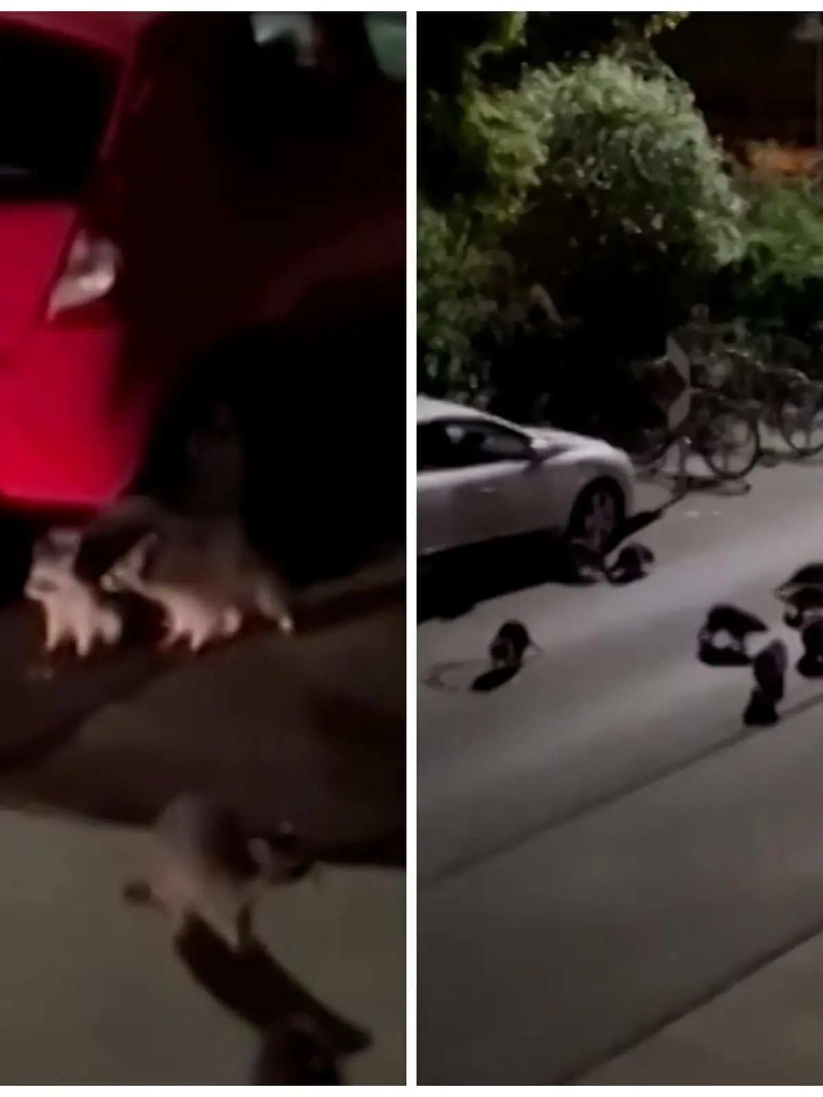 Die Wildtiere erobern die Straße bei Nacht