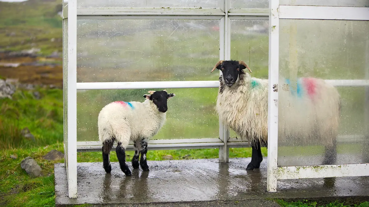 "Ewe and lamb sheltering from the rain on Isle of harris, Outer Hebrides.Other photos taken in the Outer Hebrides:"