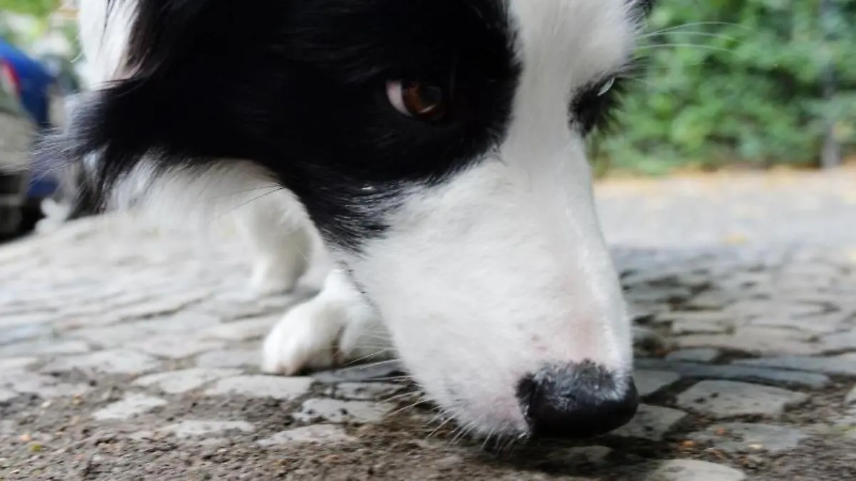 Hund