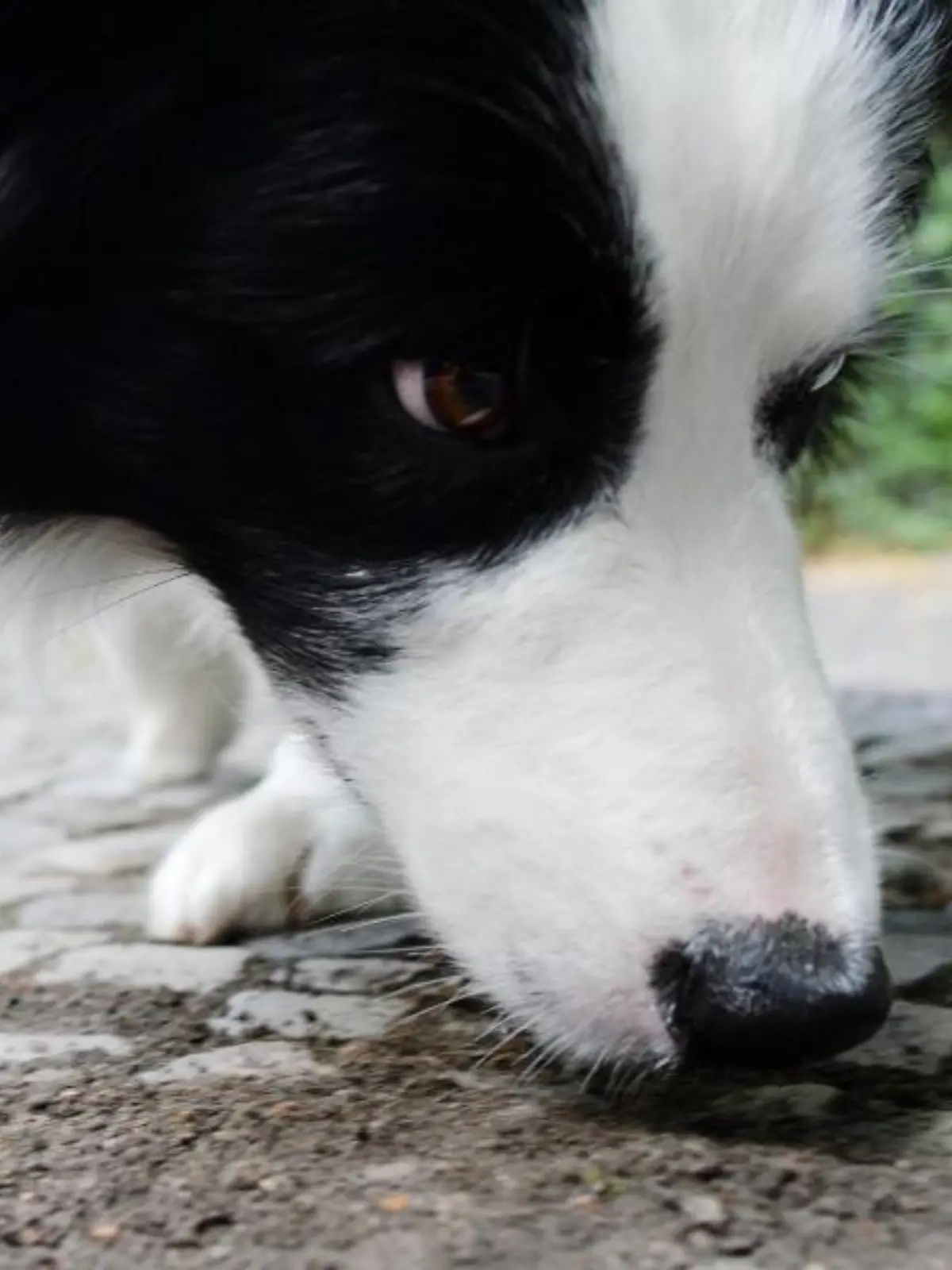 Hund