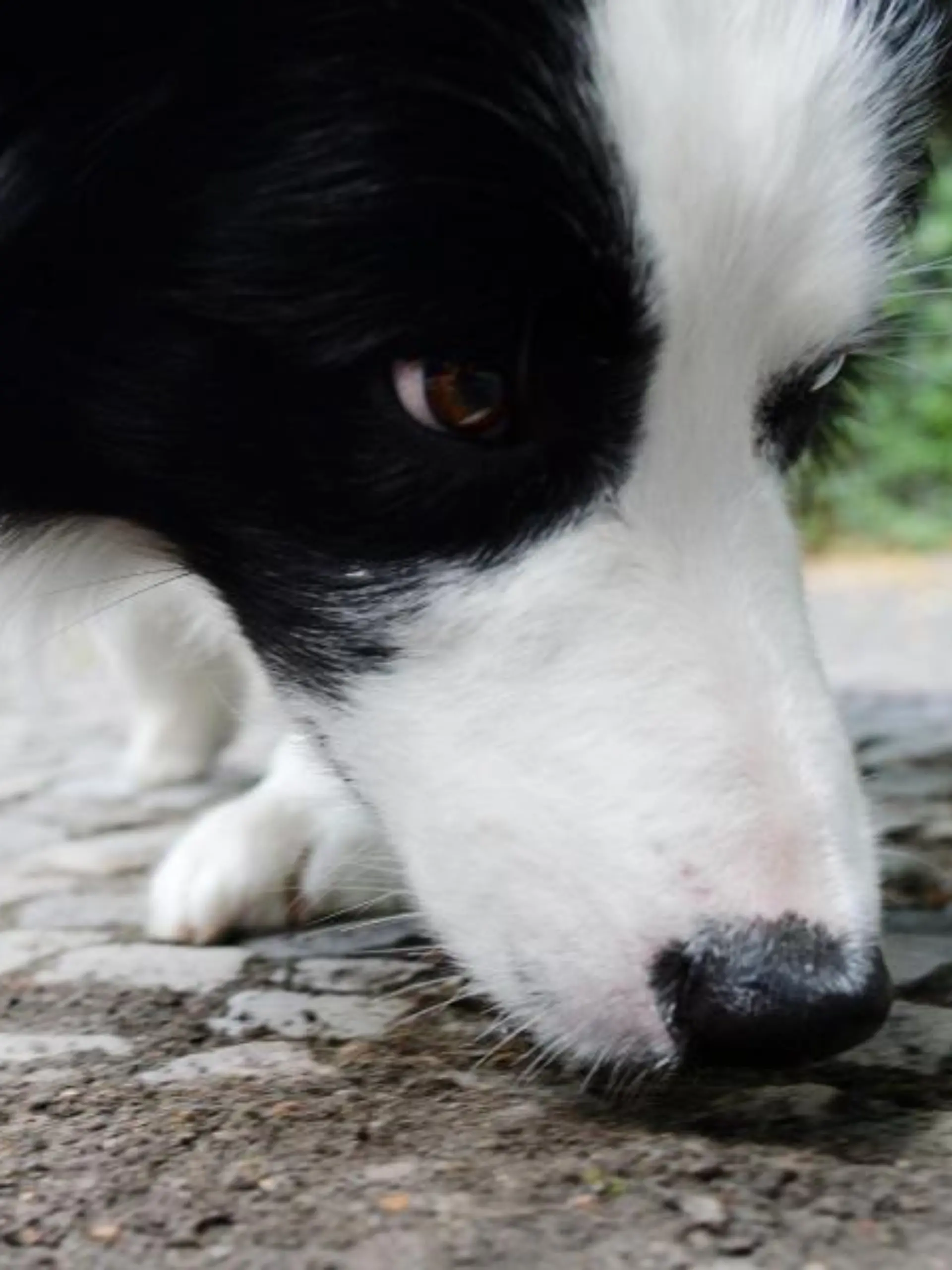 Hund