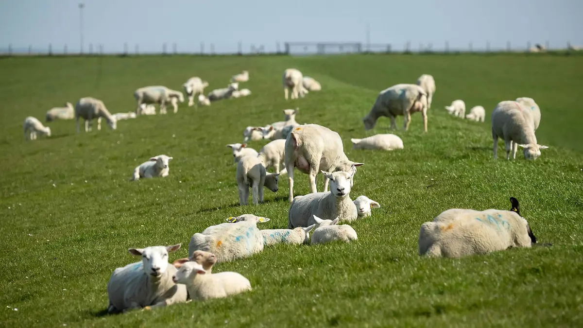 Schafe und Lämmer auf einem Deich in Ostfriesland.