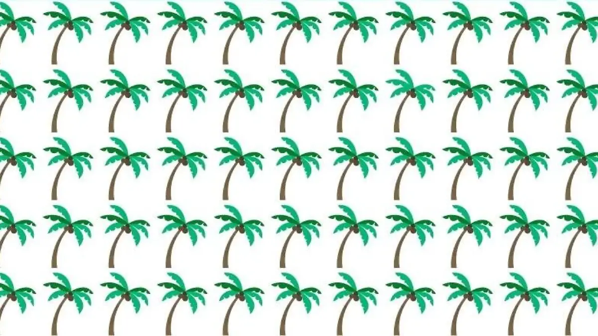 Suchbild Palme